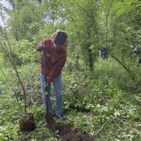 1777654794719 Volunteer digging in woods to plant new sapling.